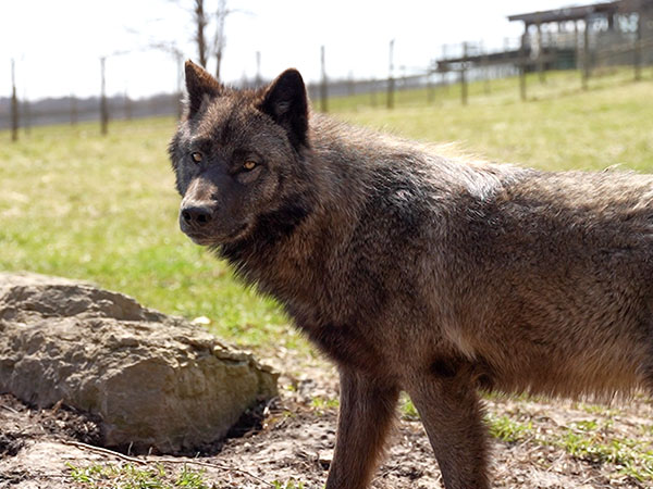 Animal Trails at Wildlife Prairie Park