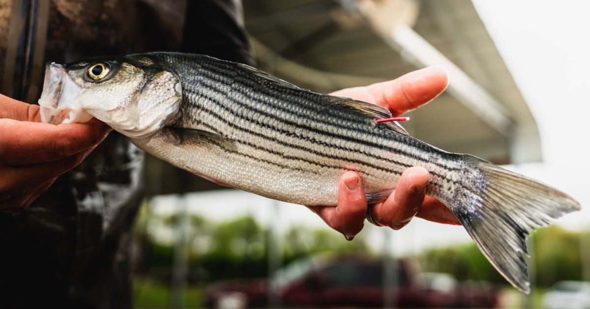 Fish Tagging Program