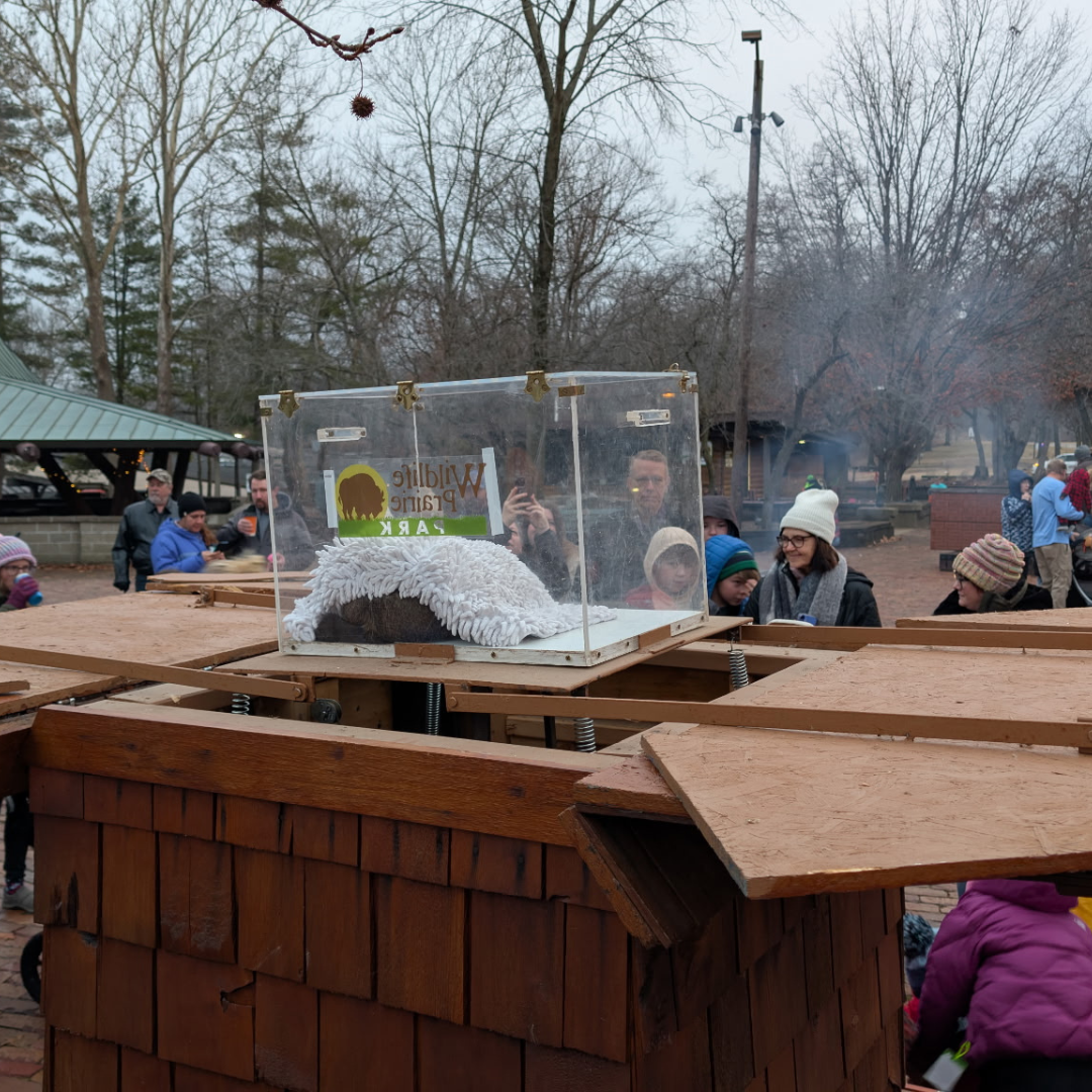 Groundhog Day at Wildlife Prairie Park