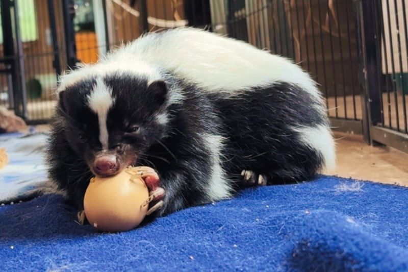 Rogue the Skunk Rogue the Skunk