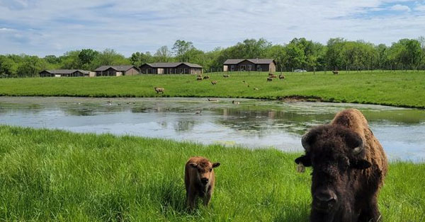 Comfortable Lodging at Wildlife Prairie Park