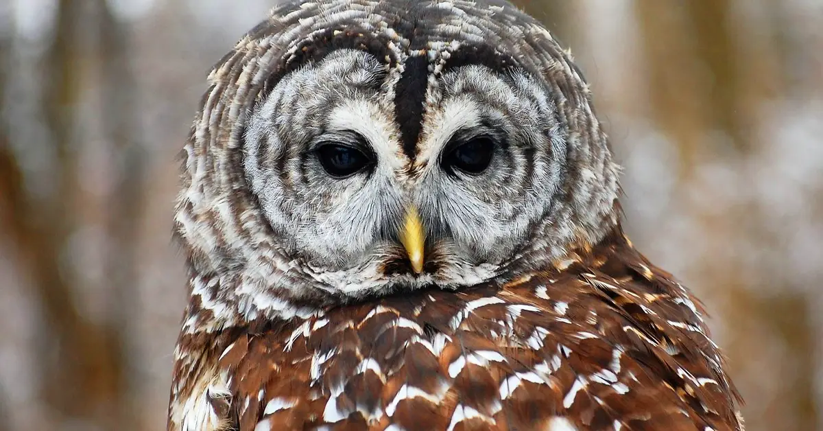 Private Meet & Greet at Wildlife Prairie Park