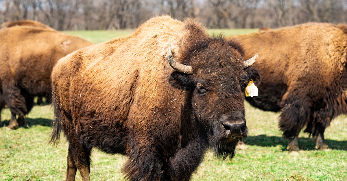 Bison at Wildlife Prairie Park