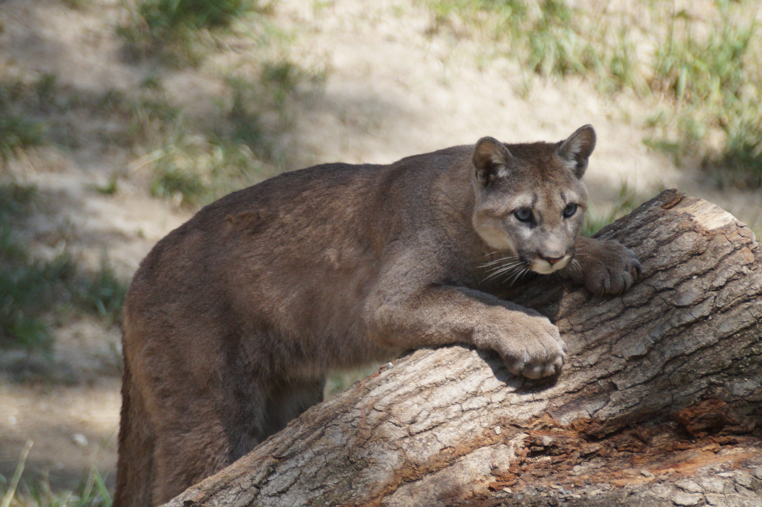 Cougar - Wildlife Prairie Park