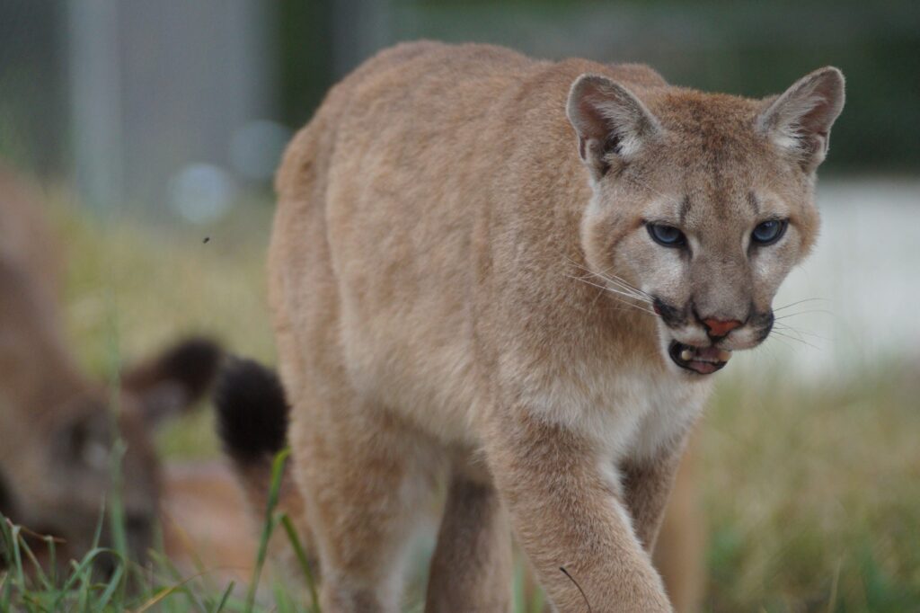 Visit our cougars at Wildlife Prairie Park